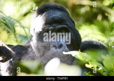 Afrika, Uganda, Bwindi Impenetrable Forest, Portrait eines Silber zurück Gorilla Stockfoto