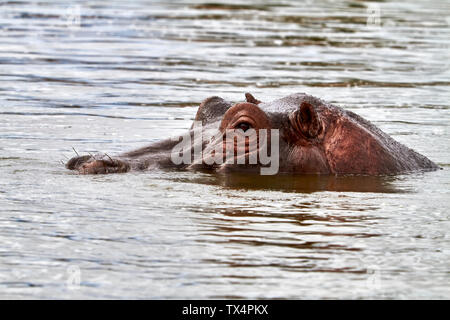 Afrika, Uganda, Fort Portal, Elizabeth Nationalpark, Portrait eines Hippo Stockfoto