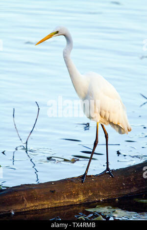 Deutschland, Bayern, Chiemsee, Silberreiher ständige Anmelden Stockfoto