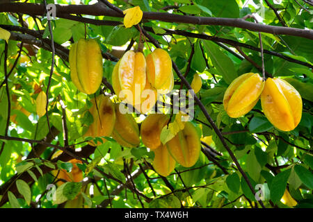 Seychellen, La Digue, star Früchte am Baum Stockfoto