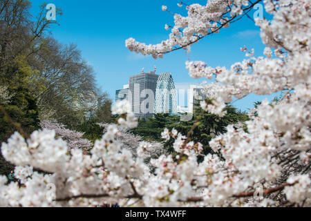 Japan, Tokio, Kirschblüte in Shinjuku Gyo-en Park mit modernen Wolkenkratzern im Hintergrund Stockfoto