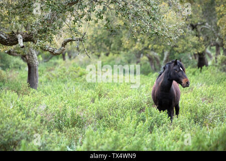 Italien, Sardinien, Giara di Gesturi, wildes Pferd Stockfoto