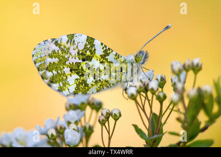 Schottland, Orange Tip Schmetterling, weiblich, Anthocharis Cardamines, sitzend auf Blume Stockfoto