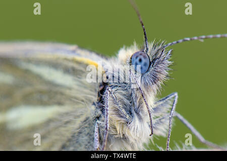 Rapsweißling, Pieris napi Stockfoto