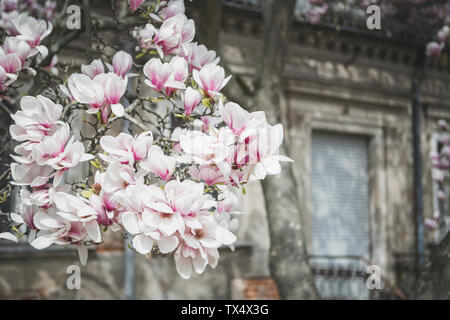 Magnolia Blüten vor einem alten Haus Stockfoto