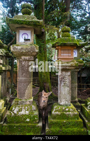 Japan, Kansai, Nara, Rotwild und Toro Steinlaternen in der UNESCO-Welterbe Blick Stockfoto