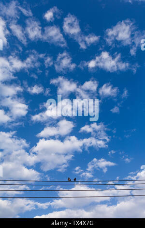 Vögel auf Hochspannungsleitungen gegen bleu Sky, Oman Stockfoto