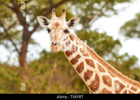 Afrika, Uganda, Fort Portal, Elizabeth National Park, Porträt einer Giraffe Stockfoto