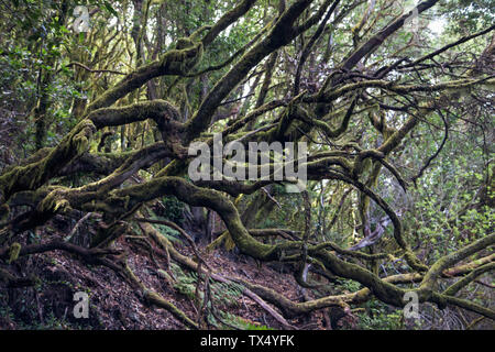 Wald am Nationalpark Garajonay, La Gomera, Kanarische Inseln, Spanien Stockfoto