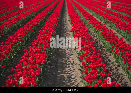 Deutschland, Reihen von roten Tulpen Stockfoto