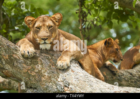 Afrika, Uganda, Fort Portal, Elizabeth Nationalpark, Löwen liegen auf einem Baum Stockfoto