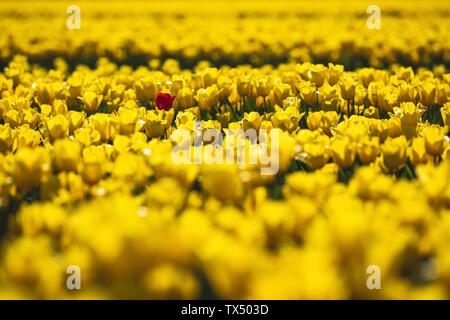 Deutschland, gelbe Tulpenfeld mit einzelnen rote Tulpe Stockfoto