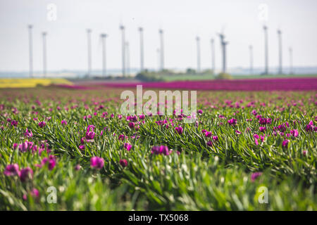 Deutschland, pink tulip Feld Stockfoto