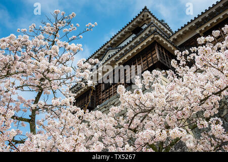 Japan, Shikoku, Matsuyama, Blick auf Matsuyama Schloss mit Kirschblüten im Vordergrund. Stockfoto