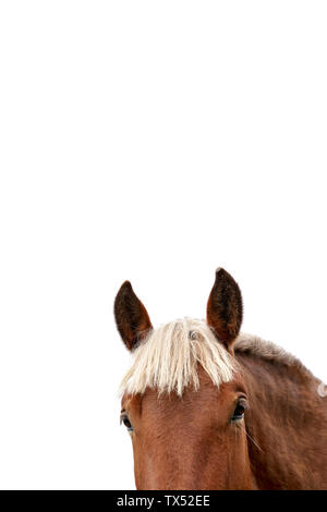 Kopf des Pferdes vor weißem Hintergrund, Teilansicht Stockfoto
