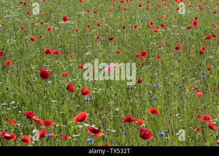 Ein rosa Mohn unter Roter Mohn in eine Wilde Blumenwiese Stockfoto