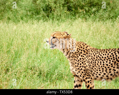 Südafrika, Mpumalanga, Kruger National Park, Profil einer gepardin in der Savanne Stockfoto