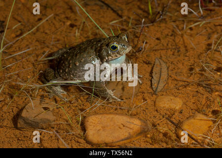 35/5000 Sapo De (Epidalea Calamita Natterjack) Stockfoto