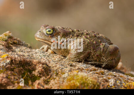 35/5000 Sapo De (Epidalea Calamita Natterjack) Stockfoto