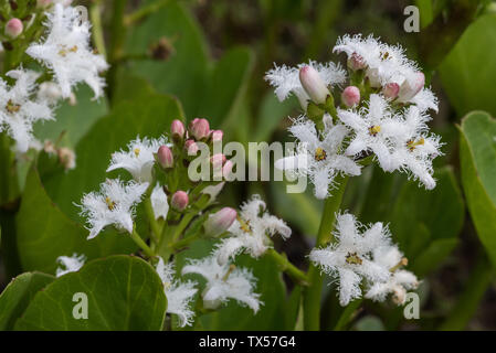 Bogbean Menyanthes dreiblättrige Blüten am Rand eines Teiches Stockfoto