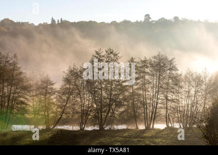 Morgens diesig, die Sonne hinter den Bäumen in einem kleinen Wald mit Nebel shinning. Abstrakte visuelle Textur. Stockfoto