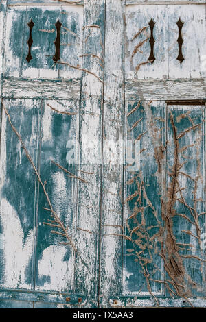 Zwei alte geschlossene Fenster mit trockenen Efeu auf ein Holzhaus. Hintergrund und Textur Stockfoto