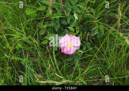 Rosa gallica, die gallische Rose, französische Rose, Rose von Provins im Natura 2000 Naturschutzgebiet Miliovy louky, Blatnicka, Region Südmähren, Tschechische Republik Stockfoto