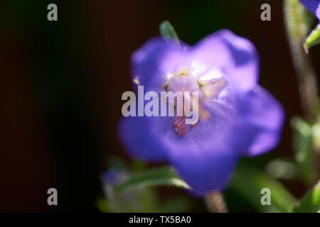 Cobaea scandens in einem Garten, Kloster Glocken läuten der Kathedrale, Tasse und Untertasse Wein Stockfoto