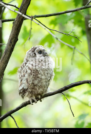 Gesperrt Eule owlet thront vor einem grünen Hintergrund auf einem Zweig in den Wald in Kanada Stockfoto