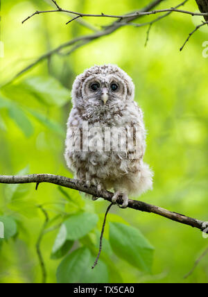 Gesperrt Eule owlet thront vor einem grünen Hintergrund auf einem Zweig in den Wald in Kanada Stockfoto