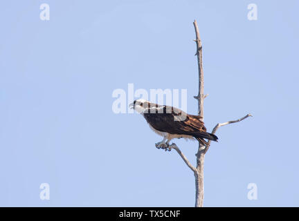 Osprey hoch oben in einem Baum vor blauem Himmel in Kanada isoliert Stockfoto