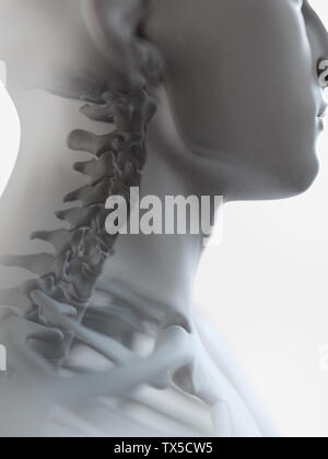 3D-gerenderte Medizinisch genaue Abbildung: Stockfoto