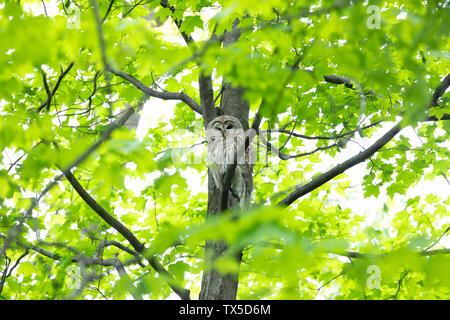 Verjähren in Owl (Strix varia) auf einem Zweig im Frühjahr Wald thront Jagt für eine Mahlzeit in Kanada Stockfoto