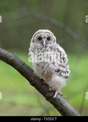 Gesperrt Eule owlet thront vor einem grünen Hintergrund auf einem Zweig in den Wald in Kanada Stockfoto