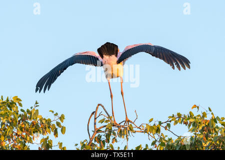 Ein Nimmersatt, mycteria Ibis, weg von einem Baum von der Kamera entfernt Stockfoto