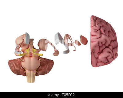 3D gerendert, medizinisch exakte Darstellung der Anatomie des Gehirns Stockfoto