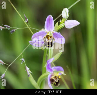 Biene Orchidee (Ophrys Apifera) Stockfoto