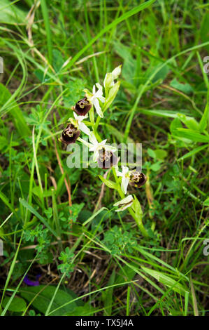 Bienen-ragwurz Ophrys apifera, im Nationalen Naturschutzgebiet Zahrady pod Hajem in die Weißen Karpaten, Südböhmen, Tschechien, 7. Juni 2019. (CTK Stockfoto