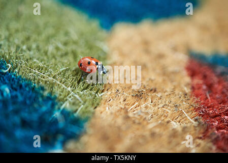 Leuchtend rote Marienkäfer (Coccinella magnifica) Kriechen über eine farbenfrohe Fußmatte. Stockfoto