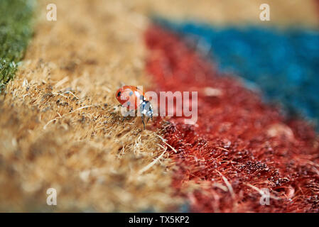 Die rechte rote Marienkäfer (Coccinella magnifica) Kriechen über eine farbenfrohe Fußmatte. Stockfoto