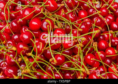 Kirschen in der Mercado dos Lavradores, Markt der Landwirte, Funchal, Madeira, Portugal Stockfoto