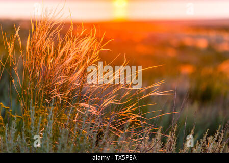 Schöne Feder, Pennisetum oder Mission Gras Nahaufnahme Modus mit Back Light von Sonnenaufgang am Morgen, abstrakten Hintergrund Konzept Stockfoto