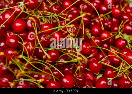 Kirschen in der Mercado dos Lavradores, Markt der Landwirte, Funchal, Madeira, Portugal Stockfoto