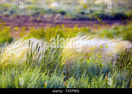 Schöne Feder, Pennisetum oder Mission Gras Nahaufnahme Modus mit Back Light von Sonnenaufgang am Morgen, abstrakten Hintergrund Konzept Stockfoto