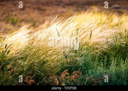 Schöne Feder, Pennisetum oder Mission Gras Nahaufnahme Modus mit Back Light von Sonnenaufgang am Morgen, abstrakten Hintergrund Konzept Stockfoto