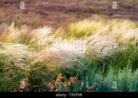 Schöne Feder, Pennisetum oder Mission Gras Nahaufnahme Modus mit Back Light von Sonnenaufgang am Morgen, abstrakten Hintergrund Konzept Stockfoto