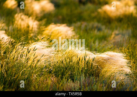 Schöne Feder, Pennisetum oder Mission Gras Nahaufnahme Modus mit Back Light von Sonnenaufgang am Morgen, abstrakten Hintergrund Konzept Stockfoto