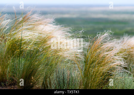 Schöne Feder, Pennisetum oder Mission Gras Nahaufnahme Modus mit Back Light von Sonnenaufgang am Morgen, abstrakten Hintergrund Konzept Stockfoto