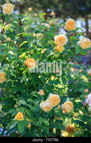 Eine große Bush der Englischen gelbe Rosen, üppig blühenden, viele Blumen und Blüten sowie deren Knospen, Stockfoto