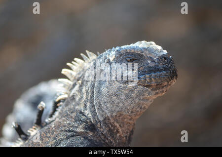 In der Nähe von Iguana sonnen und Sonnen (Insel Isabela, Galapagos) Stockfoto